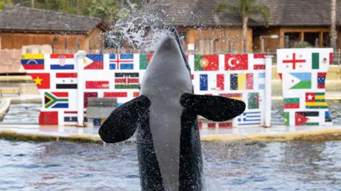 AFP An orca leaps vertically into the air as it performs during a show at Marineland Antibes