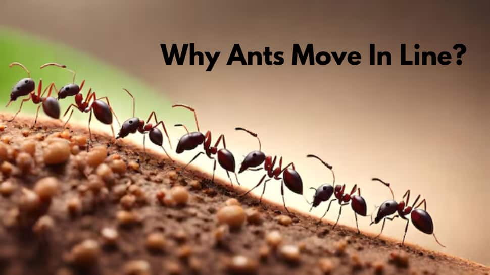 Why Ants Move In A Line? Know The Secret Reason Behind Their Discipline | Science & Environment News