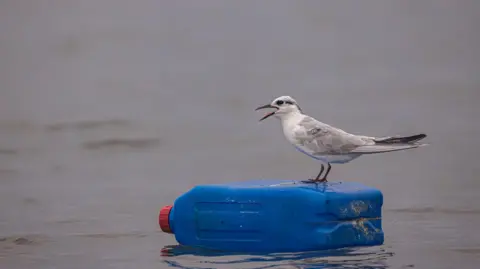 Getty Images A small grey bird perches on a blue plastic bottle floating on a grey sea