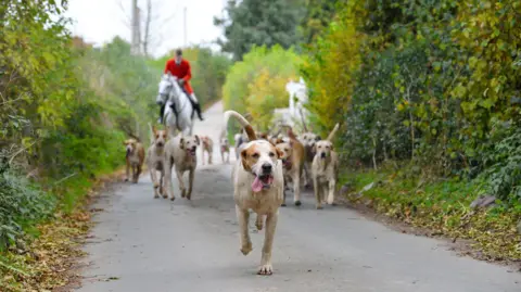 Getty Images A huntsman in a red tunic is on horseback following a pack of hounds walking down a country lane