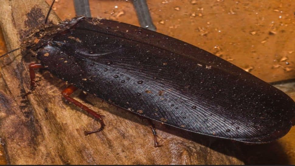 Giant, Winged And Unbelievable: Meet The World’s Largest Cockroach And Where It Is Found | Science & Environment News