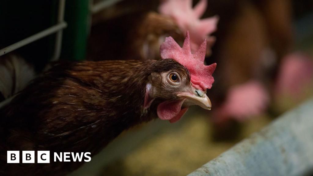 Hen cages and pig farrowing crates face ban in England