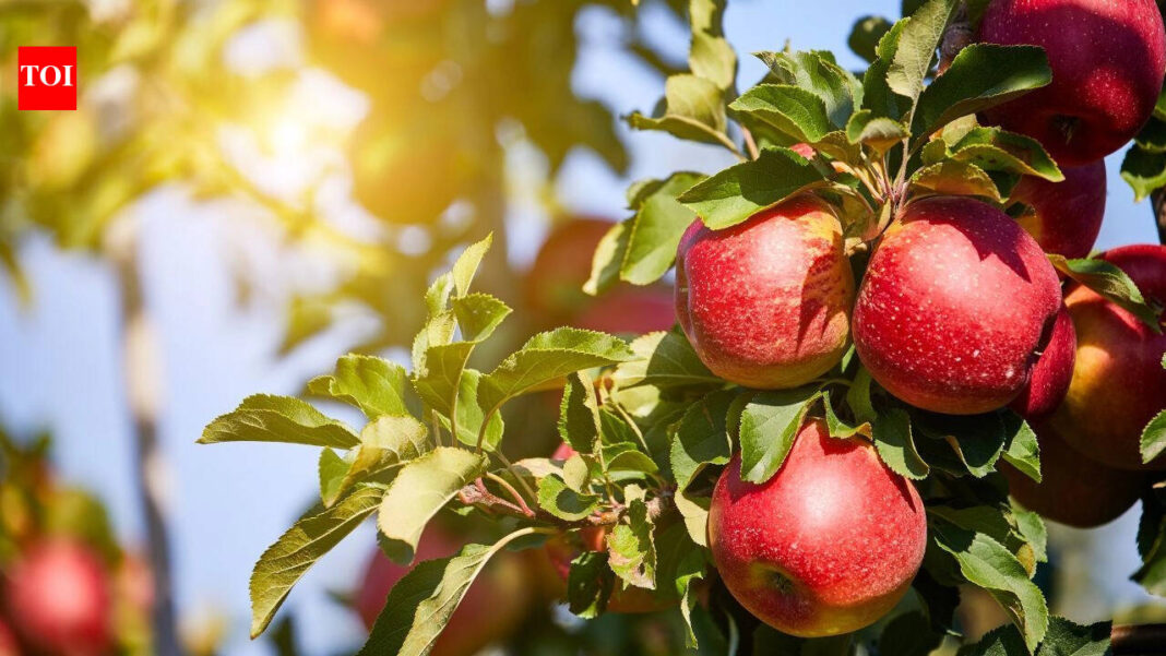 Farmers in Himachal are using ice in their apple orchards: Know the reason behind and what’s happening |