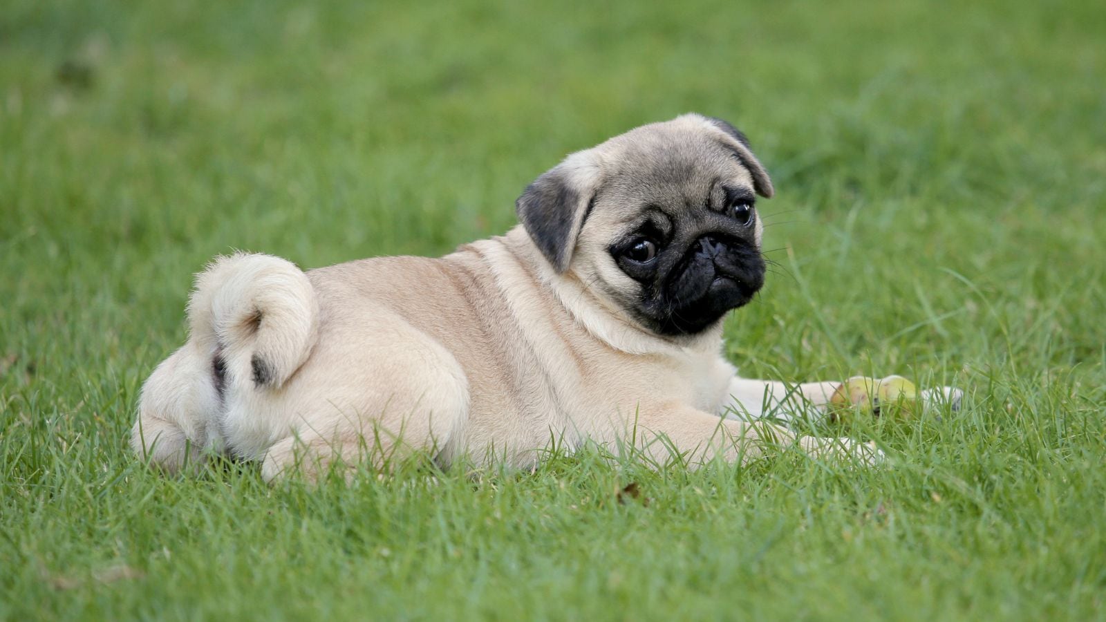 Have Kids At Home But Want A Dog? These Are the Best Family-Friendly Breeds